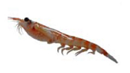 krill